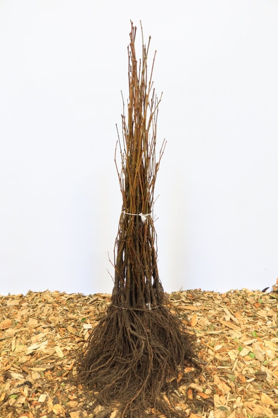 Platanus acerifolia = hispanica - 60-100 CM bare root 1/1